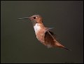_8SB8705 rufous hummingbird
